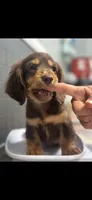 Mac, a male Dachshund for sale in Clinton, SC – 2 of 7