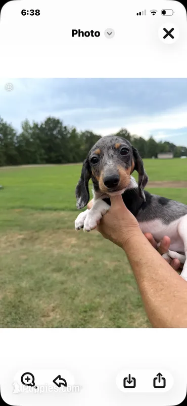 Pressley – Miniature Dachshund puppy for sale in Clinton, SC