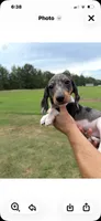 Pressley, a male Miniature Dachshund for sale in Clinton, SC – 1 of 10