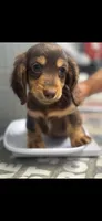Mac, a male Dachshund for sale in Clinton, SC – 3 of 7