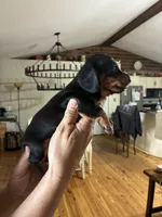 Black/ tan, a female Dachshund for sale in Clinton, SC – 2 of 4