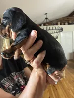 Black/ tan, a female Dachshund for sale in Clinton, SC – 3 of 4