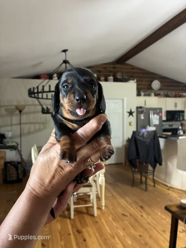 Black/ tan – Dachshund puppy for sale in Clinton, SC