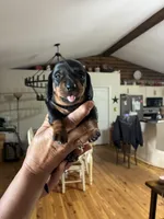 Black/ tan, a female Dachshund for sale in Clinton, SC – 1 of 4