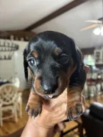 Black/ tan, a female Dachshund for sale in Clinton, SC – 4 of 4