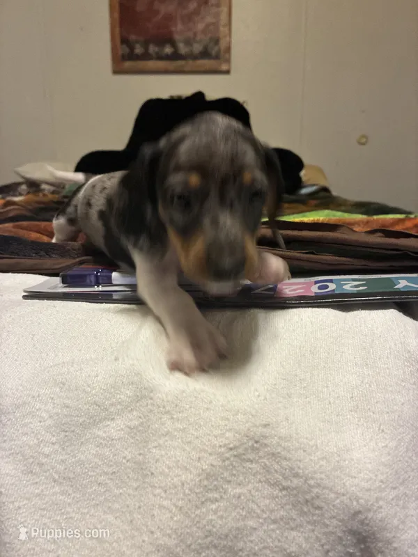 Pressley – Miniature Dachshund puppy for sale in Clinton, SC