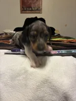 Pressley, a male Miniature Dachshund for sale in Clinton, SC – 1 of 10