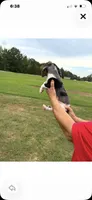 Pressley, a male Miniature Dachshund for sale in Clinton, SC – 2 of 10