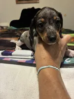 Pressley, a male Miniature Dachshund for sale in Clinton, SC – 5 of 10