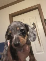Percy, a male Miniature Dachshund for sale in Clinton, SC – 5 of 8
