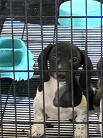 Oreo, a male Miniature Dachshund for sale in Clinton, SC – 7 of 8