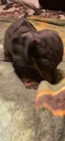 Percy, a male Miniature Dachshund for sale in Clinton, SC – 8 of 8