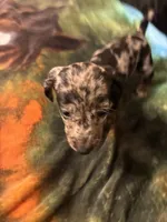 Paris, a female Miniature Dachshund for sale in Clinton, SC – 5 of 6