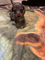 Percy, a male Miniature Dachshund for sale in Clinton, SC – 7 of 8