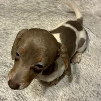 Dancer, a female Miniature Dachshund for sale in Clinton, SC – Photo 3 of 6