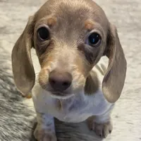 Dancer, a female Miniature Dachshund for sale in Clinton, SC – Photo 2 of 6