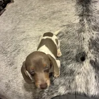 Dancer, a female Miniature Dachshund for sale in Clinton, SC – Photo 1 of 6