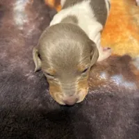 Dancer, a female Miniature Dachshund for sale in Clinton, SC – Photo 4 of 6