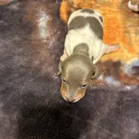 Dancer, a female Miniature Dachshund for sale in Clinton, SC – Photo 5 of 6