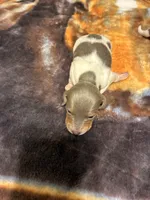 processed/413ee2da-dc40-48fe-b278-8ca292ef4de2/listing/498fc774-880f-44d6-af99-be29bde5661f/eb5356a0-10a7-41ca-9bd2-b90a428dfc98