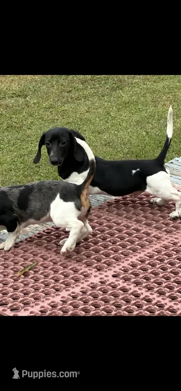 Oreo – Miniature Dachshund puppy for sale in Clinton, SC