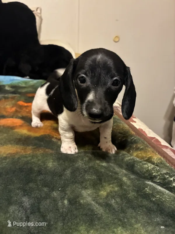 Oreo – Miniature Dachshund puppy for sale in Clinton, SC