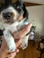 Black / tan  long haired , a male Dachshund for sale in Clinton, SC – 3 of 5