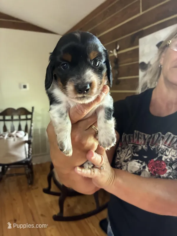 Black / tan  long haired  – Dachshund puppy for sale in Clinton, SC