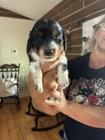 Black / tan  long haired , a male Dachshund for sale in Clinton, SC – 1 of 5