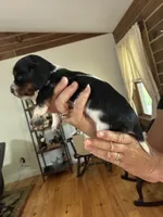 Black / tan  long haired , a male Dachshund for sale in Clinton, SC – 4 of 5