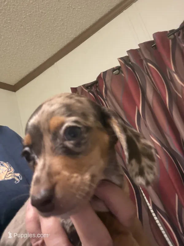 Precious  – Miniature Dachshund puppy for sale in Clinton, SC