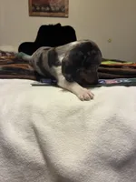 Pressley, a male Miniature Dachshund for sale in Clinton, SC – 8 of 10