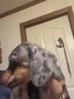 Percy, a male Miniature Dachshund for sale in Clinton, SC – 3 of 8