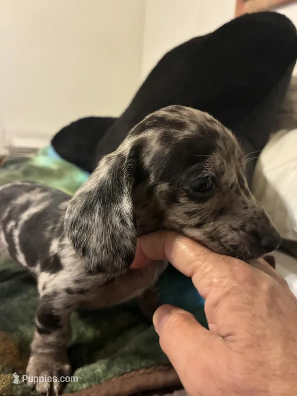 Paris – Miniature Dachshund puppy for sale in Clinton, SC