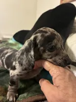 Paris, a female Miniature Dachshund for sale in Clinton, SC – 1 of 6