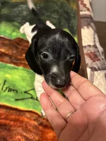 Oreo, a male Miniature Dachshund for sale in Clinton, SC – 2 of 6