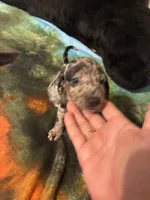 Paris, a female Miniature Dachshund for sale in Clinton, SC – 2 of 6