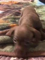 Princess , a female Miniature Dachshund for sale in Clinton, SC – 4 of 6