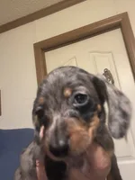 Percy, a male Miniature Dachshund for sale in Clinton, SC – 2 of 8
