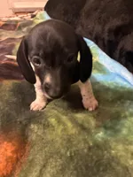 Oreo, a male Miniature Dachshund for sale in Clinton, SC – 4 of 6