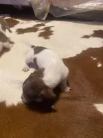 Kruz, a male Dachshund for sale in Clinton, SC – Photo 10 of 10