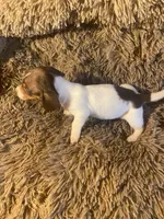 Kruz, a male Dachshund for sale in Clinton, SC – Photo 4 of 10