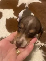 Kruz, a male Dachshund for sale in Clinton, SC – Photo 9 of 10