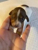 Kruz, a male Dachshund for sale in Clinton, SC – Photo 2 of 10