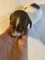 Kruz, a male Dachshund for sale in Clinton, SC – Photo 3 of 10