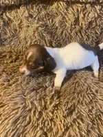 Kruz, a male Dachshund for sale in Clinton, SC – Photo 8 of 10