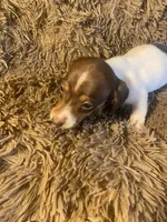 Kruz, a male Dachshund for sale in Clinton, SC – Photo 5 of 10