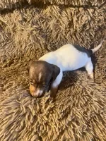 Kruz, a male Dachshund for sale in Clinton, SC – Photo 7 of 10