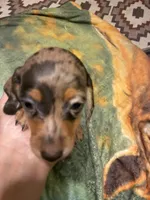 Precious , a female Miniature Dachshund for sale in Clinton, SC – 7 of 7