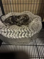 Paris, a female Miniature Dachshund for sale in Clinton, SC – 6 of 6